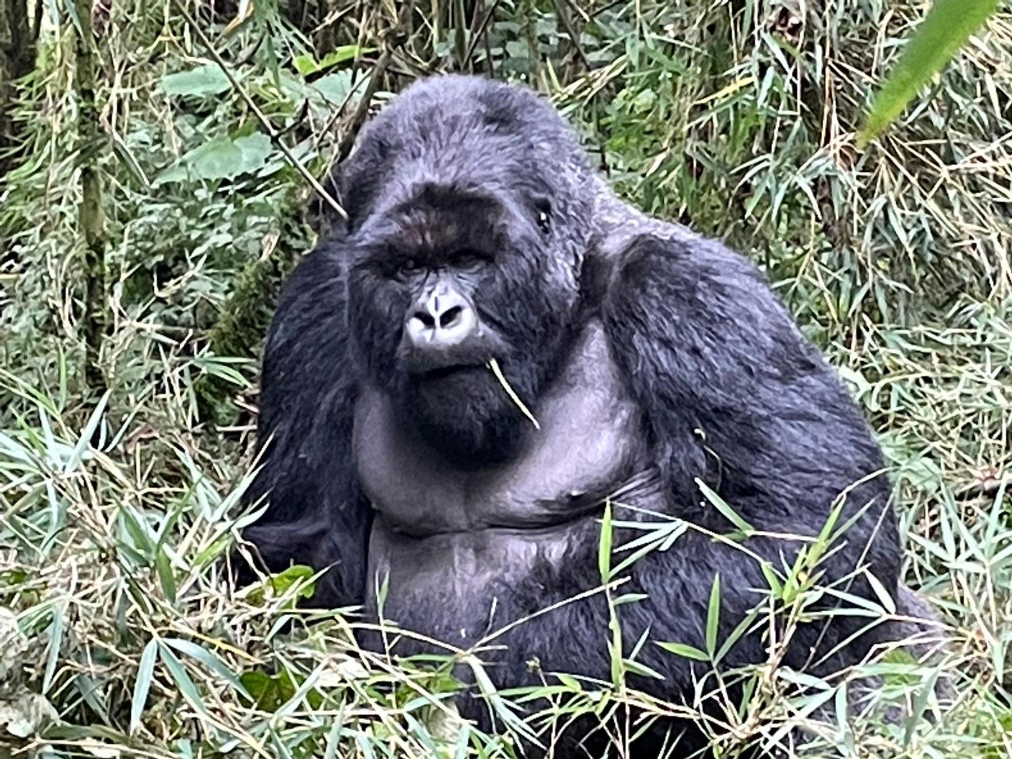 Le Bambou Gorilla Lodge Kinigi Exteriér fotografie